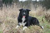 BORDER COLLIE 1487